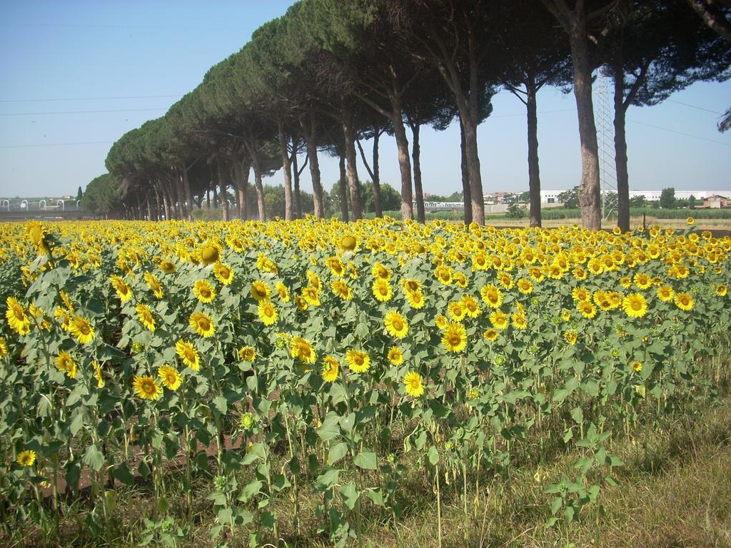 Agriturismo Pantano Borghese Monte Compatri Pokój zdjęcie